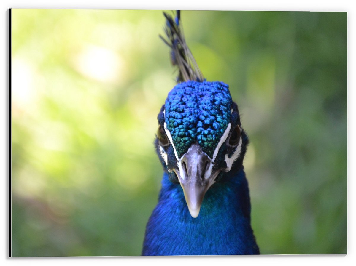KuijsFotoprint Dibond - Pauwenkop met Groene Achtergrond - 40x30cm Foto op Aluminium (Met Ophangsysteem) Blauw