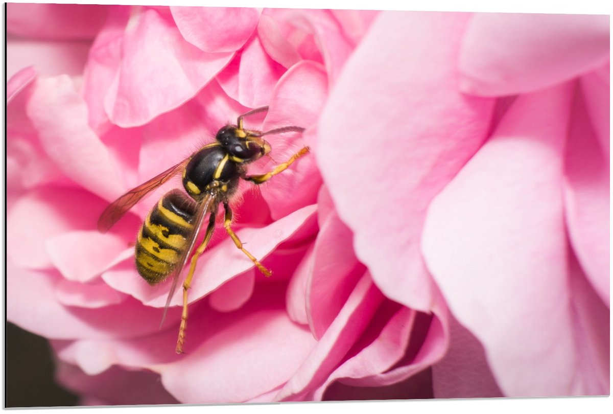 Dibond - Wesp op Roze Bloembladeren - 90x60cm Foto op Aluminium (Wanddecoratie van metaal)