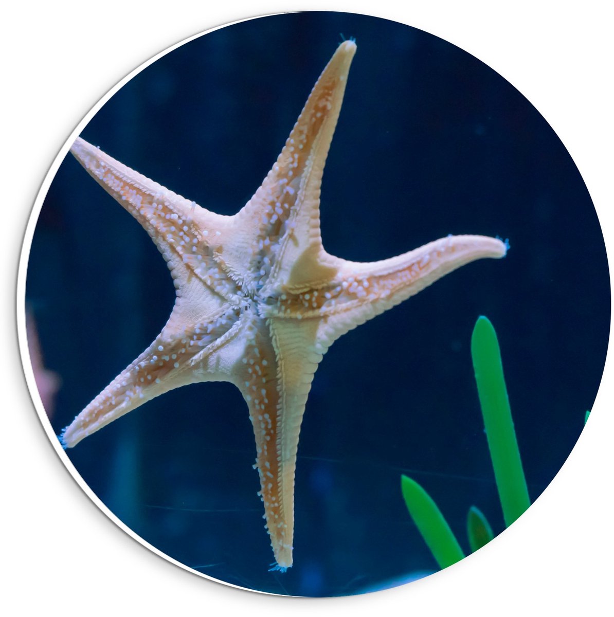 KuijsFotoprint - Schilderij - Zeester In Aquarium - Groen, Blauw En Bruin - 20 X 20 Cm