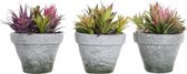 Decoratieve plant DKD Home Decor Keramiek Polypropeen (PP) EVA (3 pcs) (20 x 19 x 22 cm)