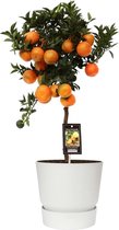 Fruitgewas van Botanicly – Citrus Mandarin in witte ELHO plastic pot als set – Hoogte: 75 cm