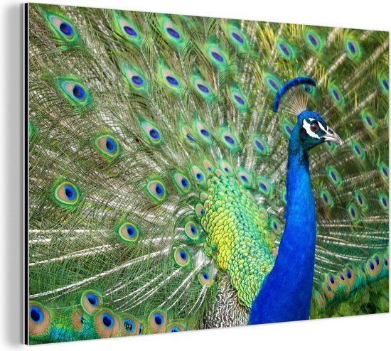 Décoration murale Métal - Aluminium - Profil - Portrait - Paon - 30x20 cm