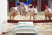 Papier peint - Papier peint photo Cochon - Cape - Herbe - Largeur 600 cm x hauteur 400 cm