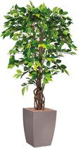 HTT - Kunstplant Ficus in Genesis vierkant taupe H165 cm