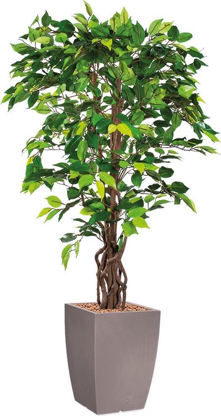 HTT - Kunstplant Ficus in Genesis vierkant taupe H155 cm