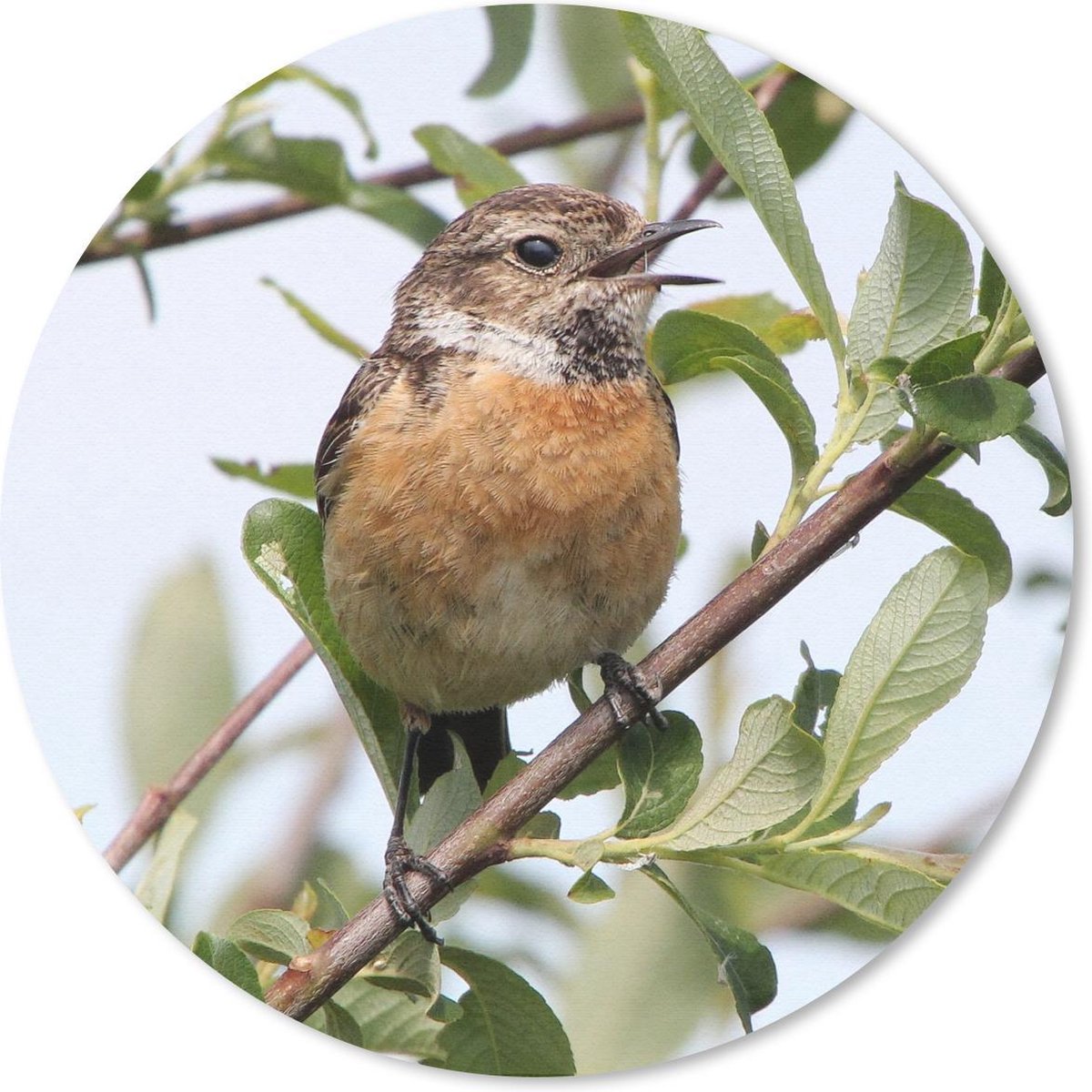 Muismat rond 50x50 cm - Mousepad Vogel - Takken - Bladeren - Ronde muismatten