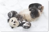 Bureau onderlegger - Muismat - Bureau mat - Panda - Sneeuw - Baby - 60x40 cm