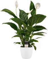 Hellogreen Kamerplant - Spathiphyllum Vivaldi - 60 cm - Elho brussels wit