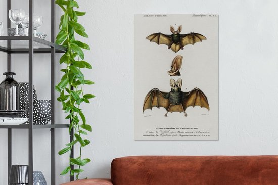 Toile Peinture Chauve-Souris - Vintage - Animal - 60x90 cm - Décoration murale
