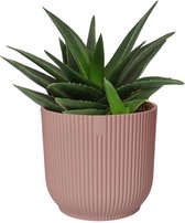 Cactus van Botanicly – Haworthia in roze ELHO plastic pot als set – Hoogte: 20 cm