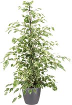 Kamerplant van Botanicly – Treurvijg incl. sierpot antraciet als set – Hoogte: 105 cm – Ficus benjamina Twilight