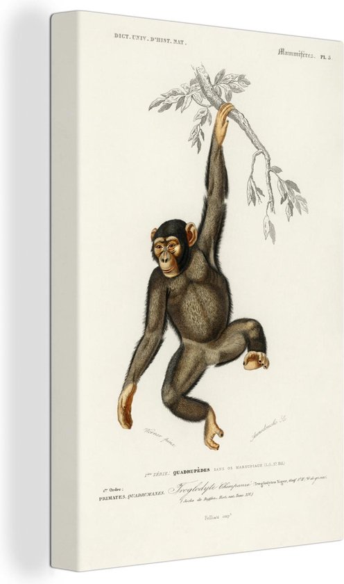 Tableau sur toile Singe - Vintage - Branche - 90x140 cm - Décoration murale