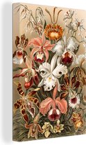 Canvas Schilderij Orchidee - Ernst Haeckel - 20x30 cm - Wanddecoratie