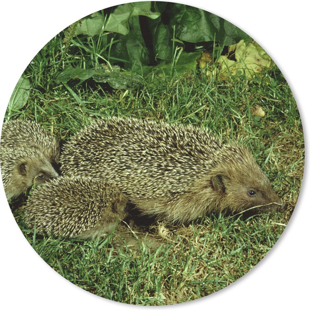 Muismat rond 20x20 cm - Mousepad Egel - Gras - Baby - Ronde muismatten