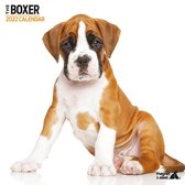 Boxer - Kalender 2022