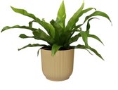 Hellogreen Kamerplant - Asplenium Antiquum - Varen - 25 cm - Vibes Fold Rond Botergeel