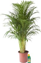 Kamerplant van Botanicly – Goudpalm + 250 ml kunstmest als set – Hoogte: 110 cm – Areca dypsis lutescens
