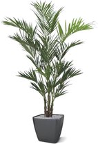 Maxifleur kunstplanten - Kentia kunstpalm - XL Deluxe - voor binnen - 260 cm