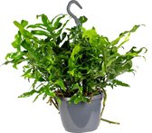 Javavaren | Microsorum 'Diversifolium' in hangpot per stuk  - Kamerplant ⌀17 cm - ↕20 cm