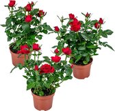 Potroos Rood - Rosa - Set van 3 - Kamerplant - Onderhoudsvriendelijke plant voor binnen - ⌀12 cm - 20-30cm