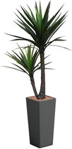 HTT - Kunstplant Yucca in Clou vierkant antraciet H185 cm