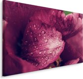 Schilderij - Pioenrozen met dauw, premium print, wanddecoratie