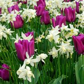 25x Narcis - Narcissus 'Thalia' - Wit - 25 bollen
