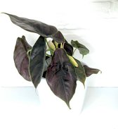 SIMPLYBLOOM.EU - Alocasia Azlanii