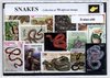 Afbeelding van het spelletje Slangen – Luxe postzegel pakket (A6 formaat) : collectie van 50 verschillende postzegels van slangen – kan als ansichtkaart in een A6 envelop - authentiek cadeau - kado - geschenk - kaart - cobra - adder - wurgslang - gif - reptiel - slang - schubben