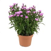 Bloem van Botanicly – Aster Showmaker Baby Pink – Hoogte: 25 cm