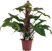 Philodendron Red Emerald (met mosstok) - Hoogte: ↑ 75 cm - Diameter pot: Ø 19 cm - Merk: Decorum