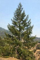 Jonge Douglasspar boom | Pseudotsuga menziesii | 80-100cm hoogte