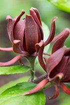 Jonge Meloenboom | Calycanthus floridus | 60-80cm hoogte