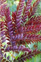 Jonge Rode Valse Christusdoorn boom | Gleditsia triacanthos 'Rubylace | 100-150cm hoogte