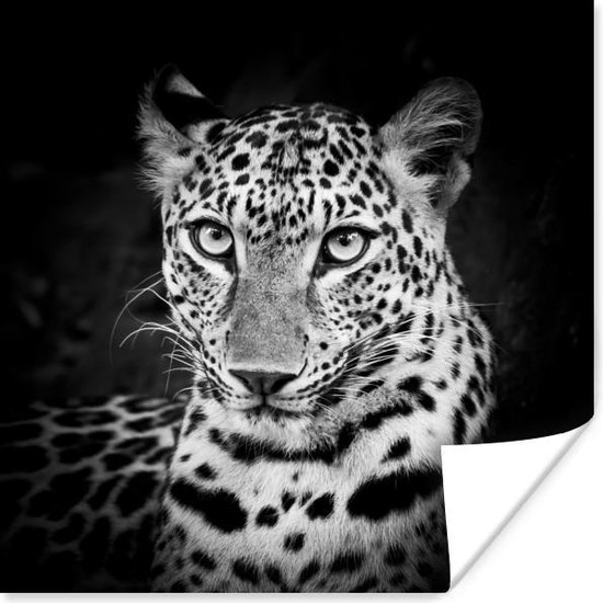 Affiche Panthère - Zwart - Wit - 75x75 cm