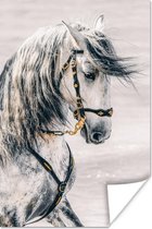 Poster Paard - Goud - Halster - 40x60 cm