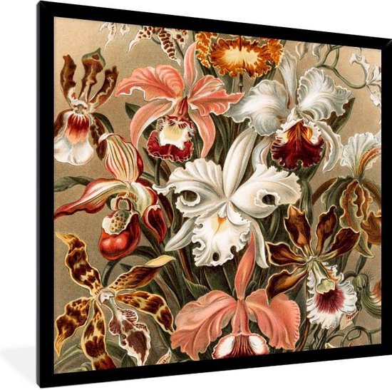 Fotolijst incl. Poster - Orchidee - Ernst Haeckel - 40x40 cm - Posterlijst