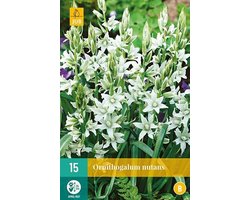 X 15 Ornithogalum nutans