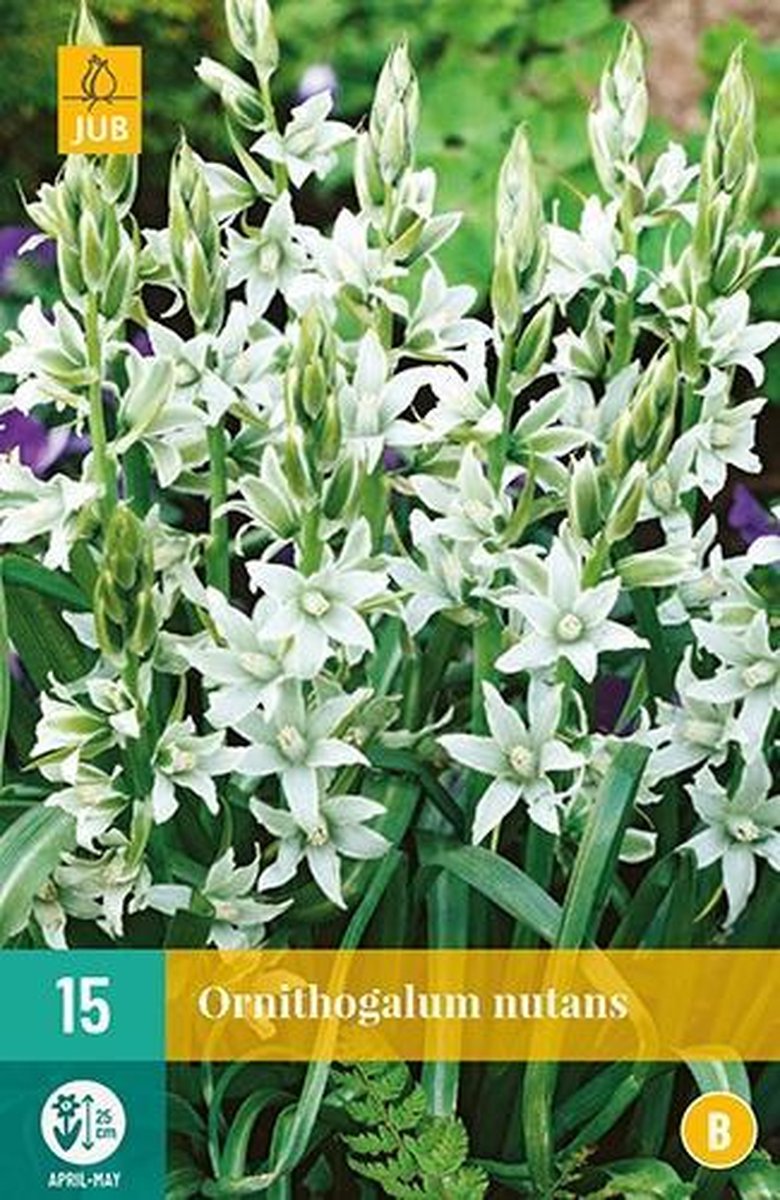 X 15 Ornithogalum nutans
