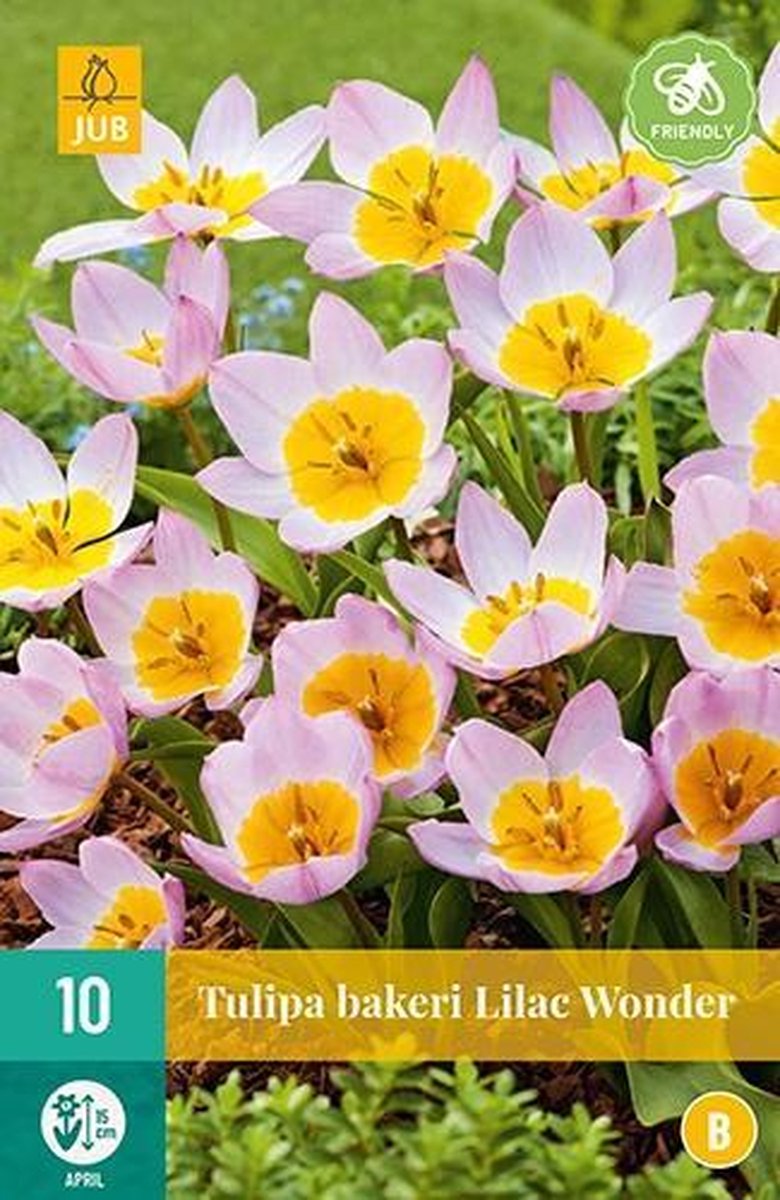 X 10 Tulipa bakeri Lilac Wonder