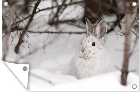 Foto: Tuinposter tuindoek tuinposters buiten haas winter plant 120x80 cm tuin