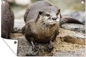 Muurdecoratie Otter - Steen - Water - 180x120 cm - Tuinposter - Tuindoek - Buitenposter