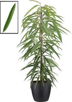 FloraExpert - Ficus - 105 Cm - Ø 22