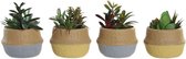 Decoratieve plant DKD Home Decor Polyethyleen (4 pcs) (12.5 x 12.5 x 15.5 cm)