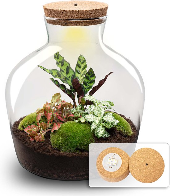 Fat Joe Red - Planten terrarium met licht - DIY kit - Ecosysteem plant - Ø 29 cm ↑ 30 cm