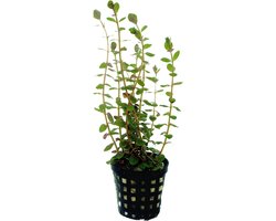 Moerings Rotala Rotundifolia | Ronde Rotala | in 5 cm pot