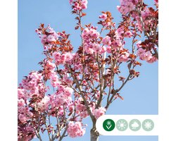 Rode Japanse sierkers | Prunus serrulata 'Royal Burgundy' 10-14 cm 220 cm| Bomenbezorgd.nl