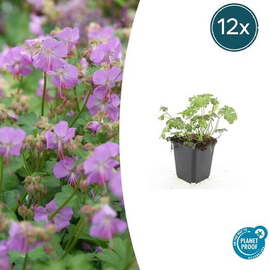 Storchschnabel Geranium cantabrigiense 'Cambridge' – ↕10-25cm – Ø9cm – 6 Pflanzen – Rosa Blüten – Niedrig wachsender Bodendecker – Pflegeleicht main image 1
