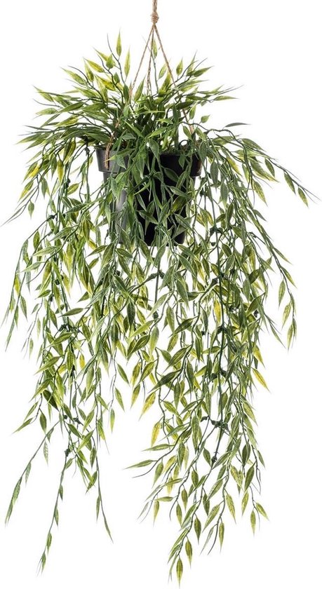 Groene hangplant met lange, slanke, lichtgroene bladeren in een zwarte pot.