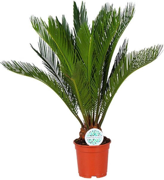 Cycas Revoluta: tips & tricks 12 Sagopalm cycas - Hoogte: 70cm